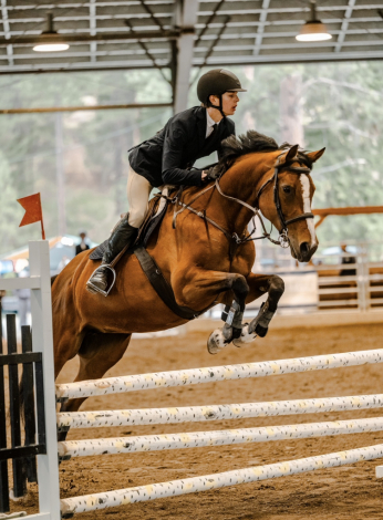 HorseID: 2313177 Blaze N Hearts - PhotoID: 1098529