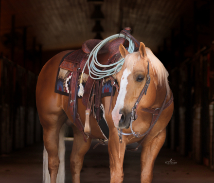 HorseID: 2313179 XTRA DONT PLAY DAT - PhotoID: 1098534