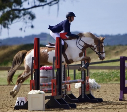 HorseID: 2313180 Jewel - PhotoID: 1098538