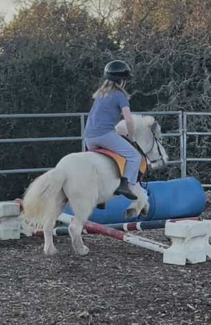 HorseID: 2313182 Bubbles - PhotoID: 1098555