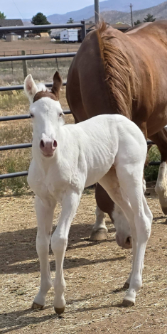 HorseID: 2313192 LEFTY - WILL BE APHA - PhotoID: 1098556