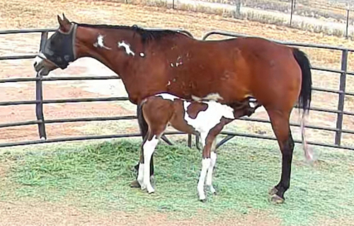 HorseID: 2313195 2in1 APHA MARE AND FOAL - PhotoID: 1098558