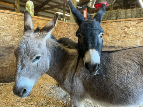 HorseID: 2313197 Smokey and Bandit Mini Donkeys - PhotoID: 1098564