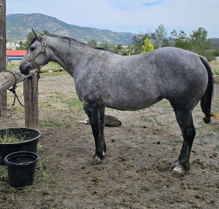 HorseID: 2313198 BLUE BARON MONET - PhotoID: 1098892