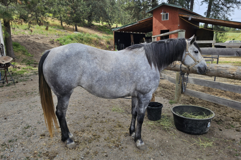 HorseID: 2313198 BLUE BARON MONET - PhotoID: 1098893