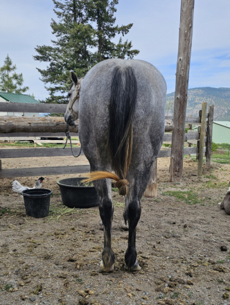 HorseID: 2313198 BLUE BARON MONET - PhotoID: 1098894