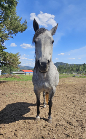 HorseID: 2313198 BLUE BARON MONET - PhotoID: 1098895
