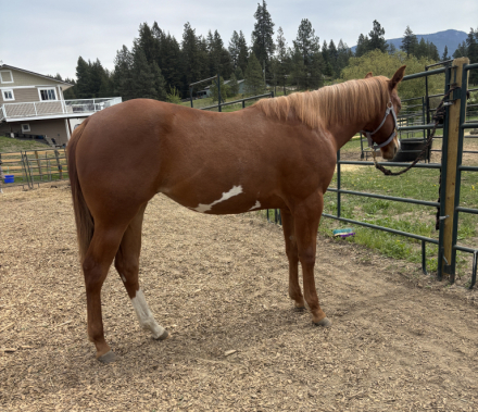 HorseID: 2313202 My Chips R Desirable - PhotoID: 1098567