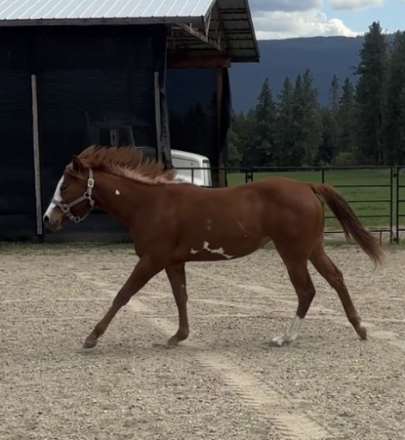 HorseID: 2313202 My Chips R Desirable - PhotoID: 1098568