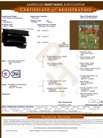 HorseID: 2313202 My Chips R Desirable - PhotoID: 1098569