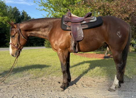 HorseID: 2313208 NV Reds Gettin Ranchy - PhotoID: 1098661