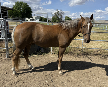 HorseID: 2313214 Sturgill's Country Gold - PhotoID: 1098573