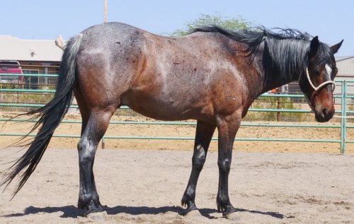 HorseID: 2313217 Joshua - PhotoID: 1098577
