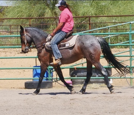 HorseID: 2313217 Joshua - PhotoID: 1098578