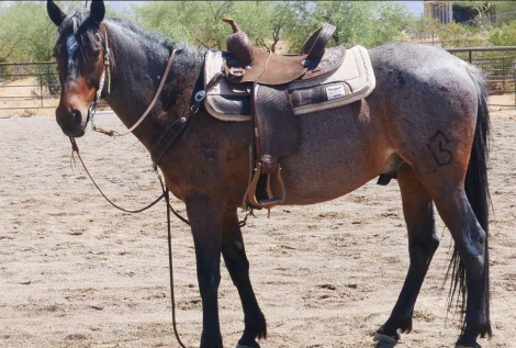 HorseID: 2313217 Joshua - PhotoID: 1098579