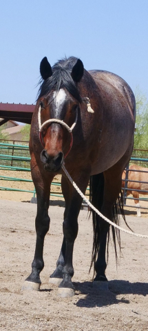 HorseID: 2313217 Joshua - PhotoID: 1098580