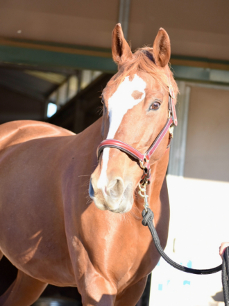 HorseID: 2313224 Willa - PhotoID: 1098582