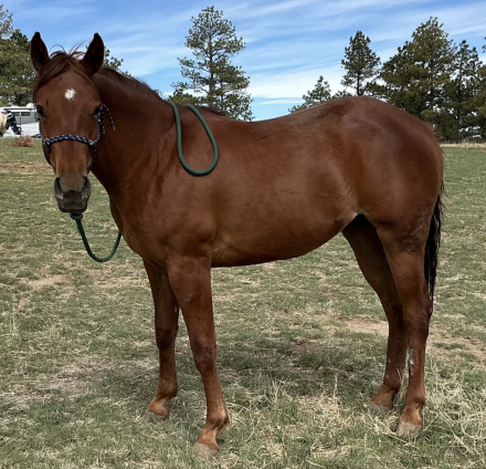 HorseID: 2313232 Dorothy - PhotoID: 1098689