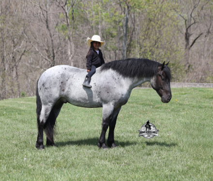 HorseID: 2313233 Indigo 2 Week Guarantee - PhotoID: 1098587