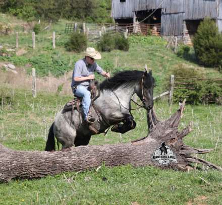 HorseID: 2313233 Indigo 2 Week Guarantee - PhotoID: 1098589