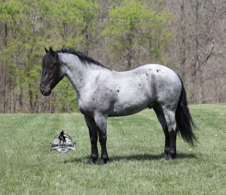 HorseID: 2313233 Indigo 2 Week Guarantee - PhotoID: 1098590