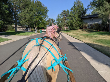 HorseID: 2313240 River - PhotoID: 1098604