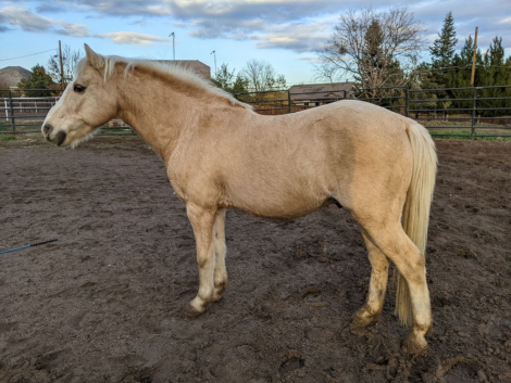 HorseID: 2313240 River - PhotoID: 1098605