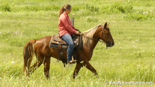 HorseID: 2313241 Tic Tac - PhotoID: 1098606