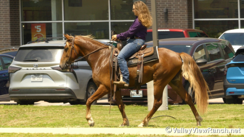HorseID: 2313241 Tic Tac - PhotoID: 1098607