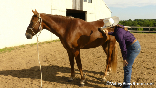 HorseID: 2313241 Tic Tac - PhotoID: 1098608