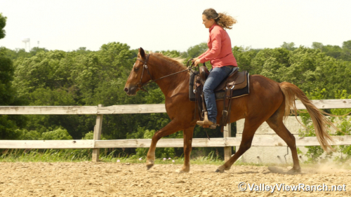 HorseID: 2313241 Tic Tac - PhotoID: 1098609