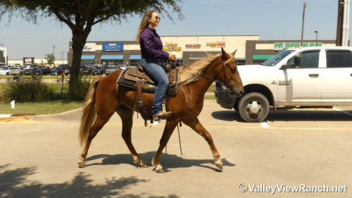 HorseID: 2313241 Tic Tac - PhotoID: 1098610