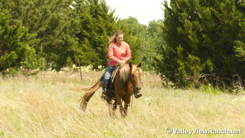 HorseID: 2313241 Tic Tac - PhotoID: 1098611