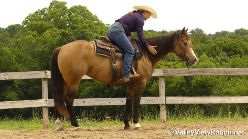 HorseID: 2313242 FQH Wimpys Lil Buttr - PhotoID: 1098612