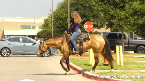 HorseID: 2313242 FQH Wimpys Lil Buttr - PhotoID: 1098613