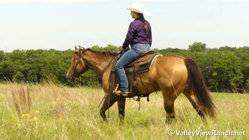 HorseID: 2313242 FQH Wimpys Lil Buttr - PhotoID: 1098614