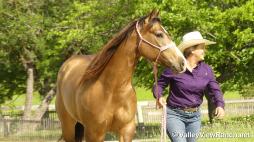 HorseID: 2313242 FQH Wimpys Lil Buttr - PhotoID: 1098615