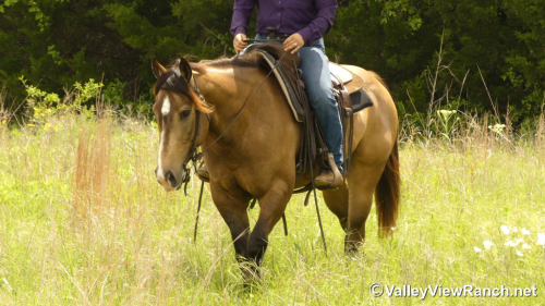 HorseID: 2313242 FQH Wimpys Lil Buttr - PhotoID: 1098616