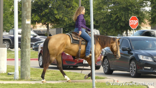 HorseID: 2313242 FQH Wimpys Lil Buttr - PhotoID: 1098617