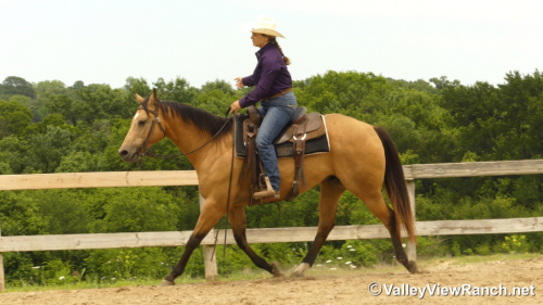 HorseID: 2313244 Script Ruler - PhotoID: 1098618