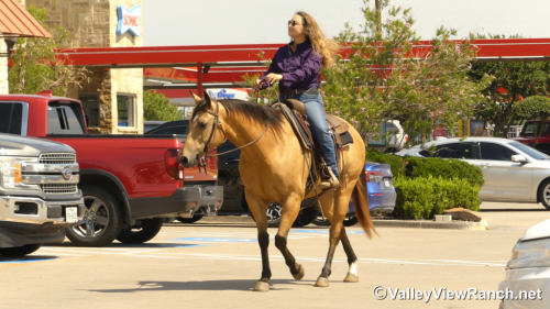 HorseID: 2313244 Script Ruler - PhotoID: 1098619