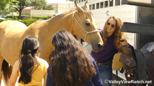 HorseID: 2313244 Script Ruler - PhotoID: 1098620