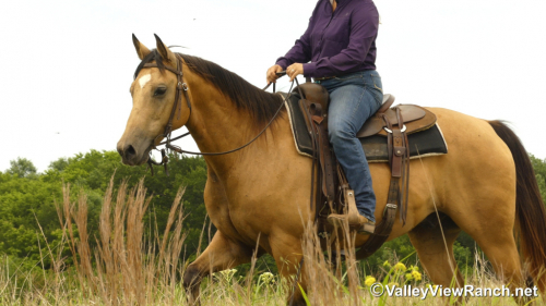 HorseID: 2313244 Script Ruler - PhotoID: 1098621