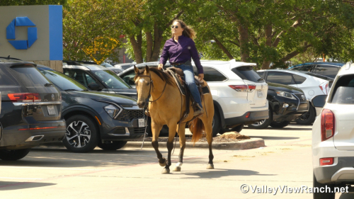 HorseID: 2313244 Script Ruler - PhotoID: 1098622