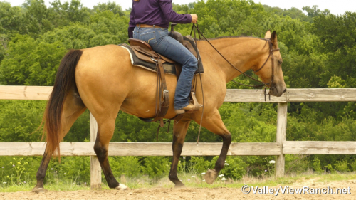 HorseID: 2313244 Script Ruler - PhotoID: 1098623