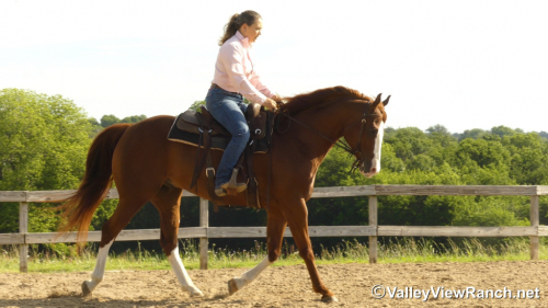 HorseID: 2313245 Chesters Country Fix - PhotoID: 1098624