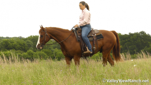 HorseID: 2313245 Chesters Country Fix - PhotoID: 1098625