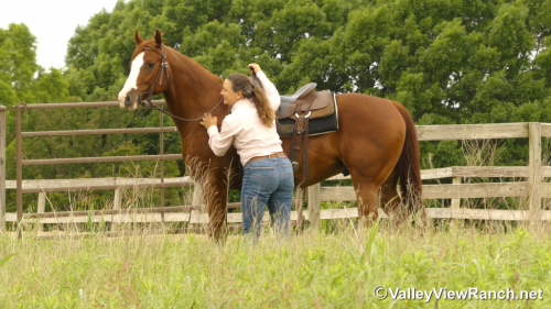 HorseID: 2313245 Chesters Country Fix - PhotoID: 1098626