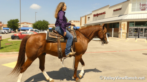 HorseID: 2313245 Chesters Country Fix - PhotoID: 1098627