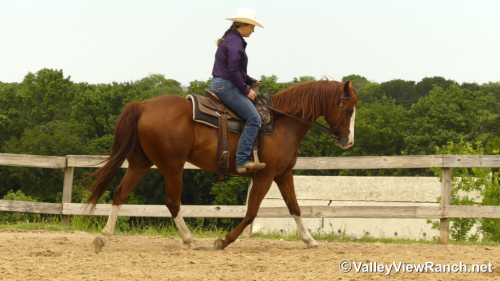HorseID: 2313245 Chesters Country Fix - PhotoID: 1098628